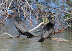 Neotropic Cormorant 1 - Phalacrocorax brasilianus