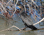 Neotropic Cormorant 2 - Phalacrocorax brasilianus