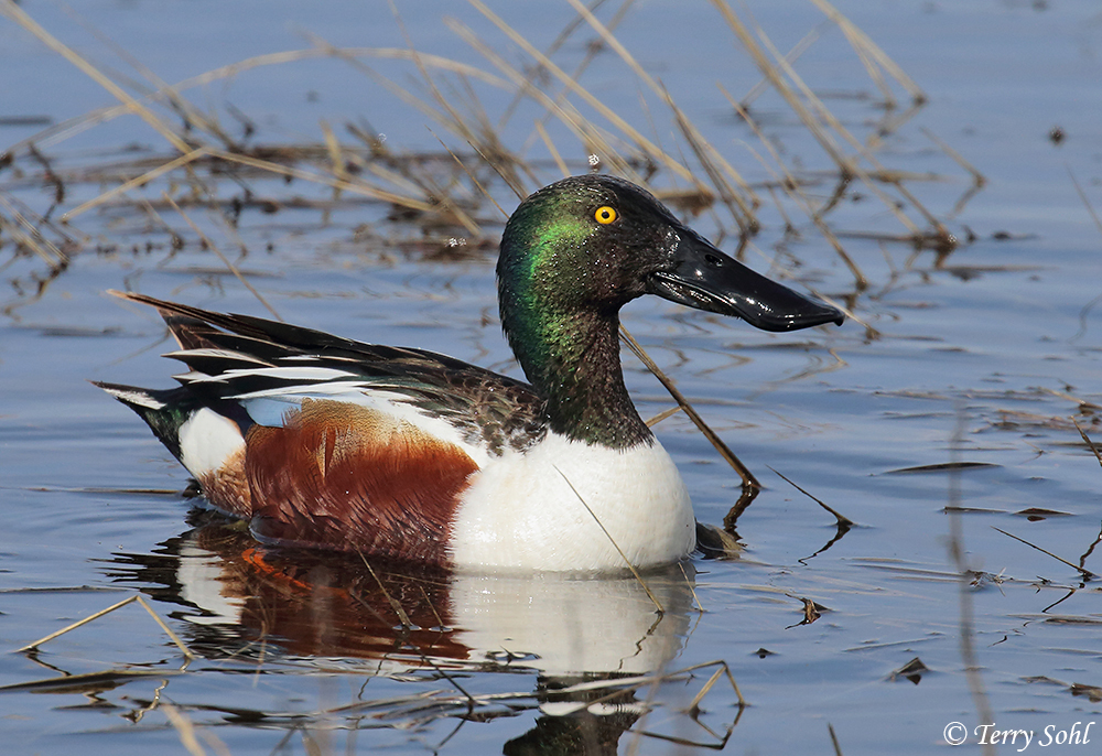 Northern Shoveler - Anas clypeata