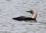 Pacific Loon 5 - Gavia pacifica