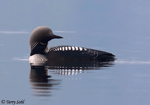 Pacific Loon 6 - Gavia pacifica