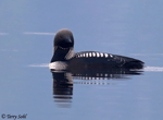 Pacific Loon 7 - Gavia pacifica