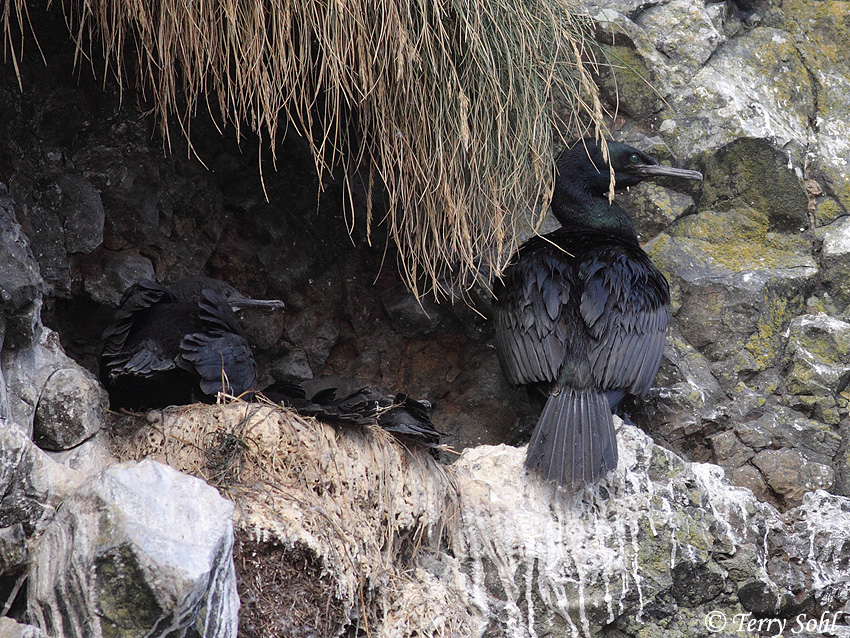 Pelagic Cormorant - Phalacrocorax pelagicus