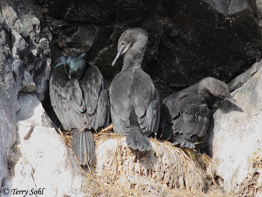Pelagic Cormorant - Phalacrocorax pelagicus