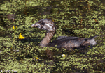Pied-billed Grebe 12 - Podilymbus podiceps