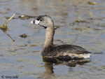 Pied-billed Grebe 13 - Podilymbus podiceps