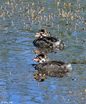 Pied-billed Grebe 14 - Podilymbus podiceps