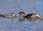 Pied-billed Grebe 15 - Podilymbus podiceps