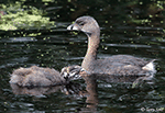Pied-billed Grebe 16 - Podilymbus podiceps