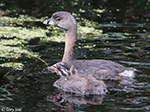 Pied-billed Grebe 17 - Podilymbus podiceps