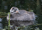 Pied-billed Grebe 18 - Podilymbus podiceps