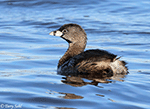 Pied-billed Grebe 19 - Podilymbus podiceps