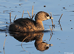 Pied-billed Grebe 20 - Podilymbus podiceps