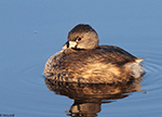 Pied-billed Grebe 21 - Podilymbus podiceps