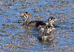 Pied-billed Grebe 2 - Podilymbus podiceps