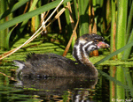 Pied-billed Grebe 3 - Podilymbus podiceps