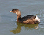 Pied-billed Grebe 5 - Podilymbus podiceps