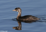 Pied-billed Grebe 7 - Podilymbus podiceps