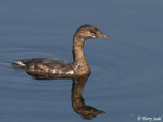Pied-billed Grebe 8 - Podilymbus podiceps