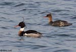 Red-breasted Merganser 1 - Mergus serrator