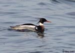 Red-breasted Merganser 3 - Mergus serrator