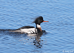 Red-breasted Merganser 6 - Mergus serrator