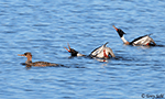 Red-breasted Merganser 7 - Mergus serrator