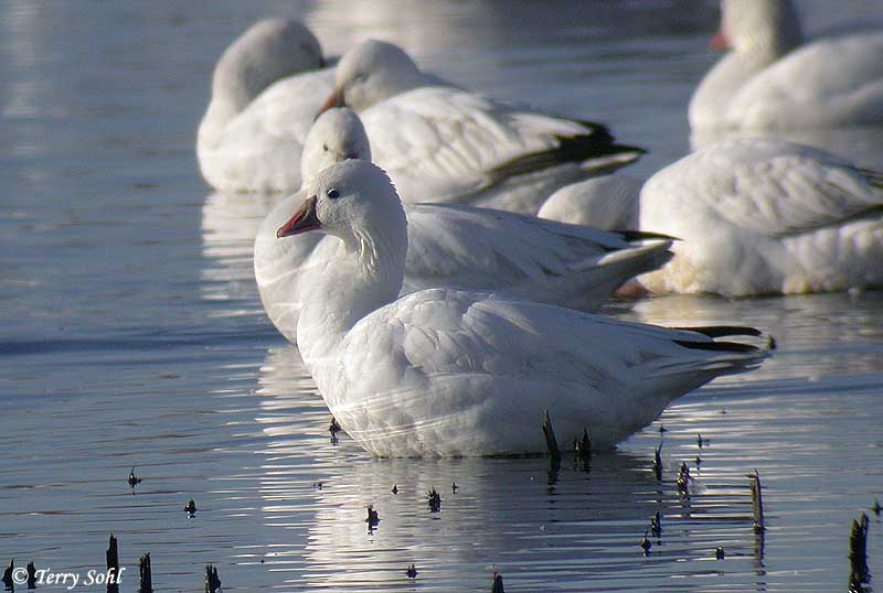 Identification Keys and Tips Snow Goose vs. Ross's Goose