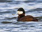 Ruddy Duck 13 - Oxyura jamaicensis