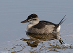 Ruddy Duck 15 - Oxyura jamaicensis