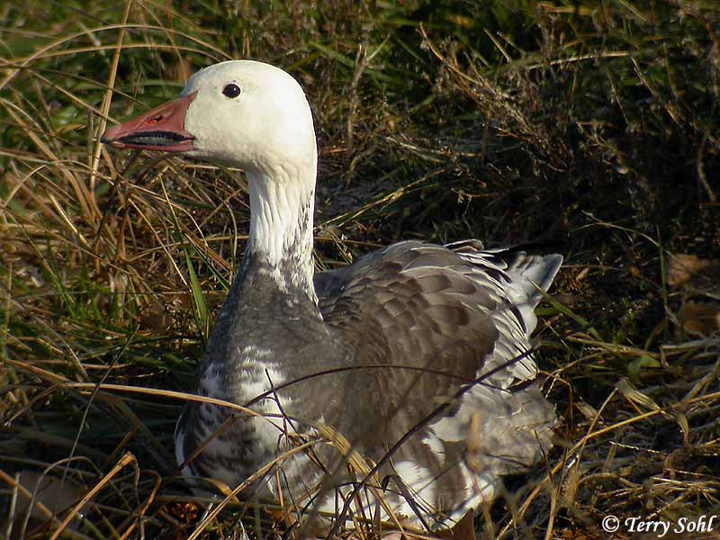 Identification Keys and Tips Snow Goose vs. Ross's Goose