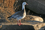 Snow Goose 3 - Chen caerulescens