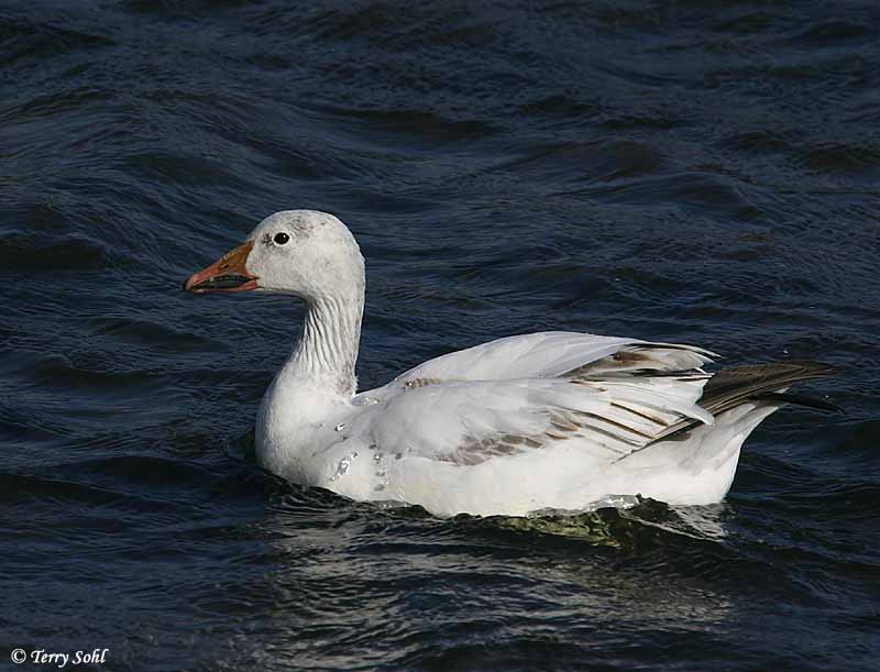 Identification Keys and Tips Snow Goose vs. Ross's Goose