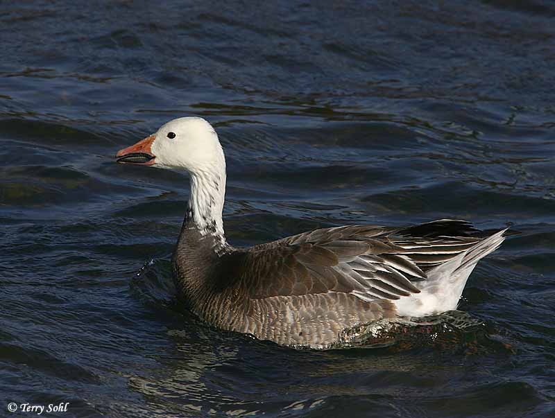 Identification Keys and Tips Snow Goose vs. Ross's Goose