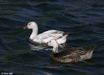 Snow Goose 6 - Chen caerulescens
