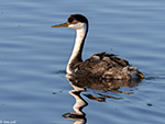 Western Grebe - Aechmophorus occidentalis