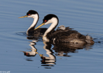 Western Grebe 14 - Aechmophorus occidentalis