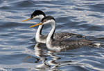 Western Grebe 17 - Aechmophorus occidentalis