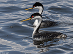 Western Grebe 18 - Aechmophorus occidentalis
