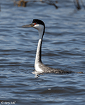 Western Grebe 19 - Aechmophorus occidentalis