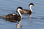 Western Grebe 21 - Aechmophorus occidentalis