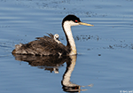 Western Grebe 22 - Aechmophorus occidentalis