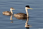 Western Grebe 23 - Aechmophorus occidentalis
