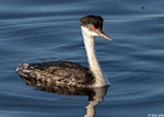 Western Grebe 25 - Aechmophorus occidentalis