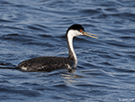 Western Grebe 28 - Aechmophorus occidentalis