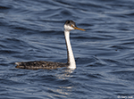 Western Grebe 29 - Aechmophorus occidentalis