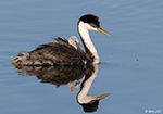Western Grebe - Aechmophorus occidentalis