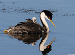 Western Grebe 7 - Aechmophorus occidentalis