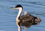 Western Grebe - Aechmophorus occidentalis