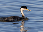 Western Grebe - Aechmophorus occidentalis